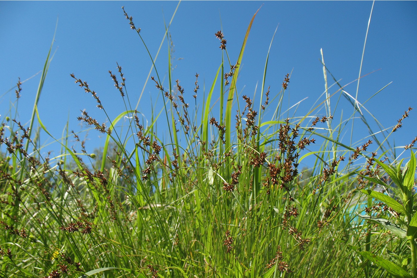 Image of Carex elongata specimen.