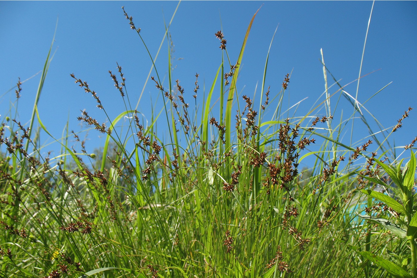 Изображение особи Carex elongata.