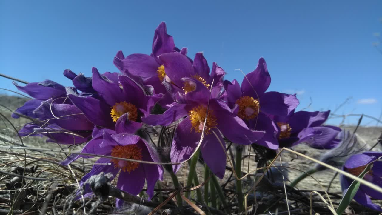 Image of Pulsatilla patens specimen.
