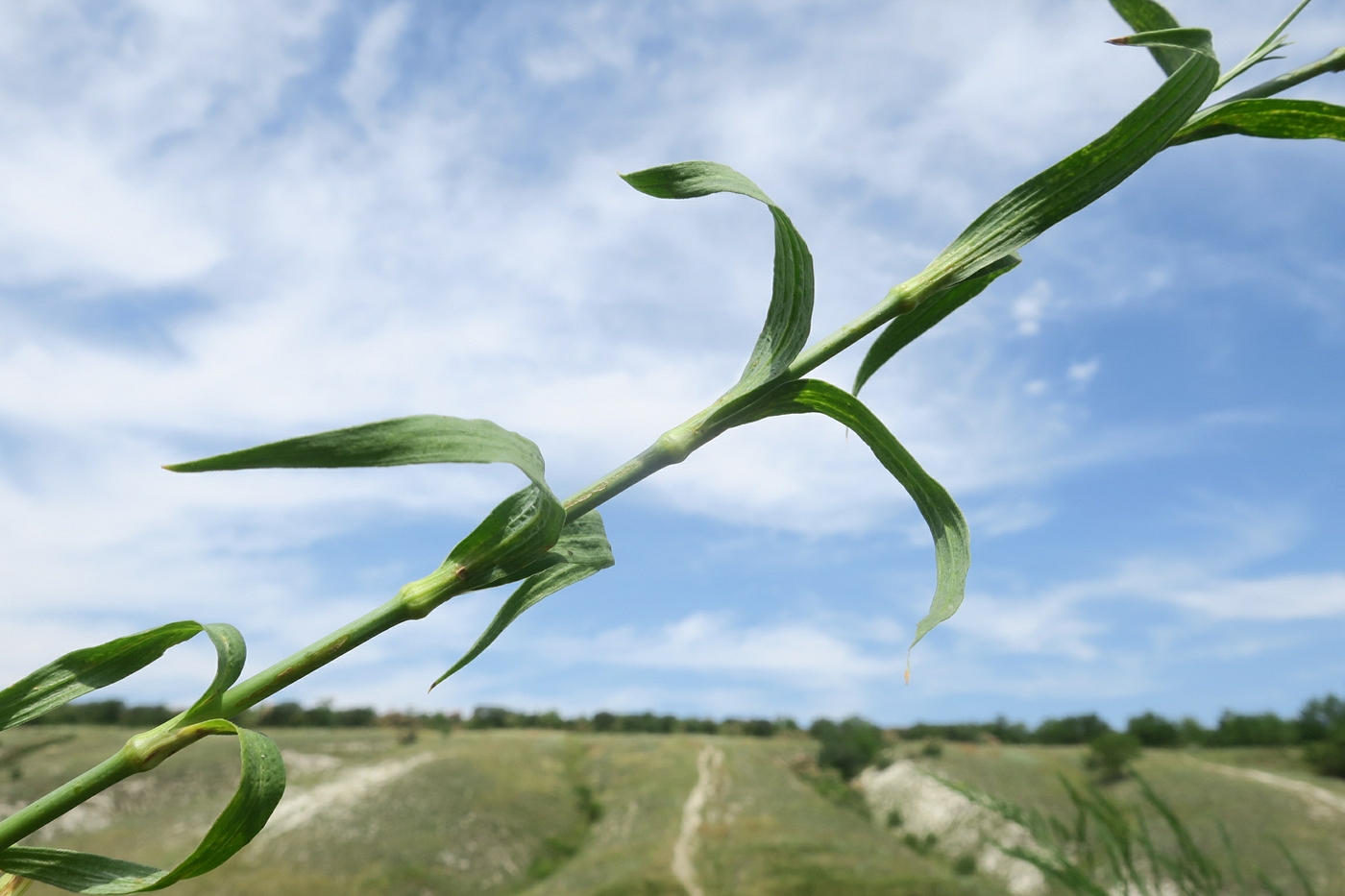 Image of Dianthus eugeniae specimen.