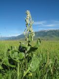Ligularia thyrsoidea
