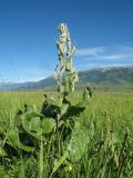 Ligularia thyrsoidea. Бутонизирующее растение. Восточный Казахстан, Южный Алтай, сев. подножья хр. Сарымсакты, Бухтарминская впадина, лугово-степное разнотравье на берегу термального ручья. 27 июня 2019 г.