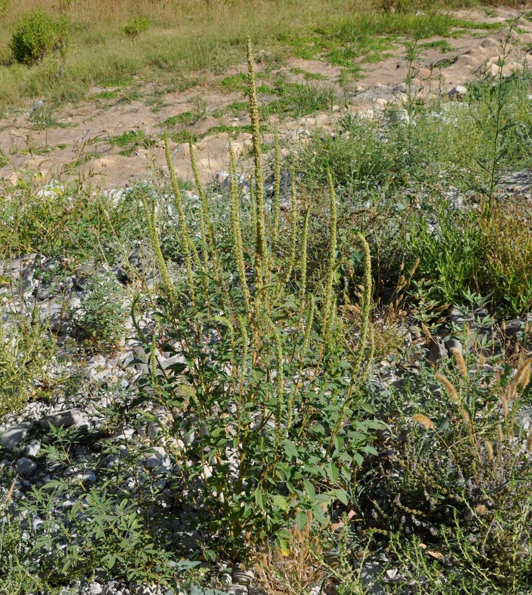 Image of Amaranthus palmeri specimen.