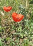 genus Papaver. Верхушки побегов с цветками. Дагестан, Магарамкентский р-н, окр. с. Гарах, остепнённый склон. 4 июня 2019 г.