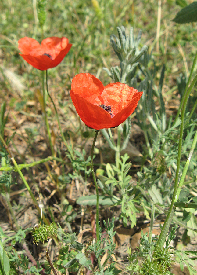 Изображение особи род Papaver.