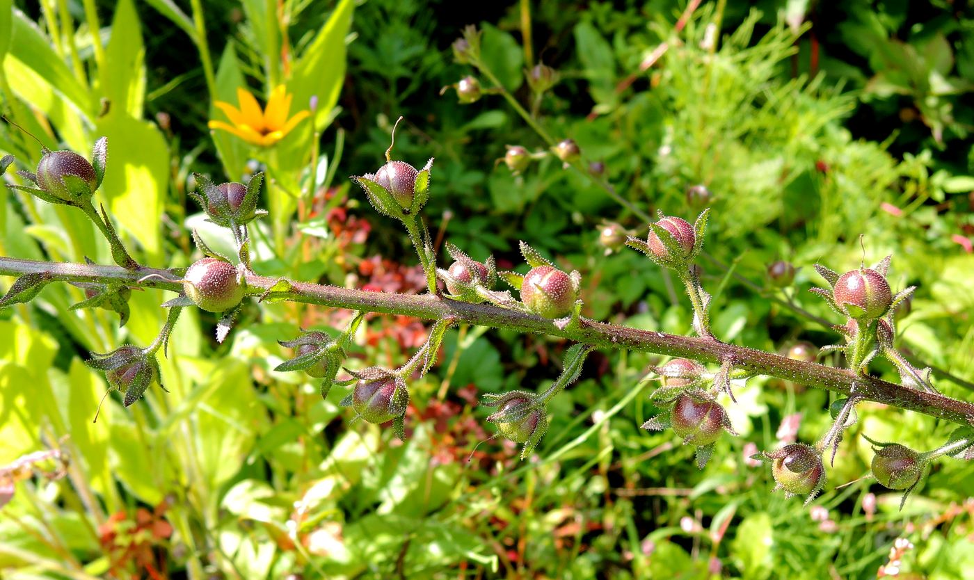 Image of Verbascum phoeniceum specimen.