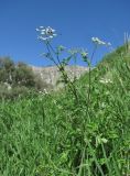 Chaerophyllum aureum