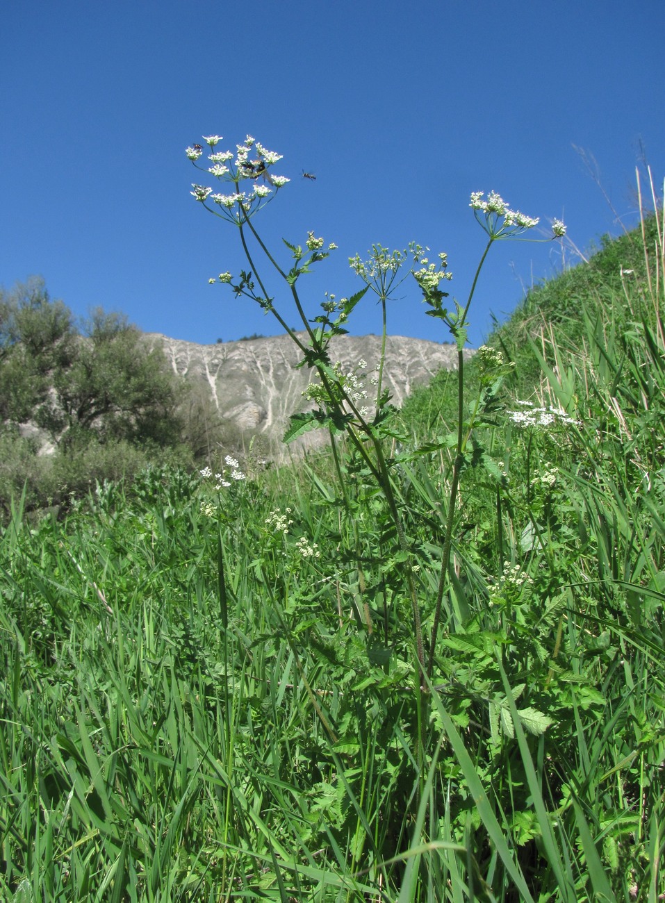 Изображение особи Chaerophyllum aureum.