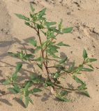 Chenopodium acerifolium. Цветущее растение на песчаном пляже. Ленинградская обл., Лужский р-н, окр. дер. Кемка, берег р. Луга. Конец августа.