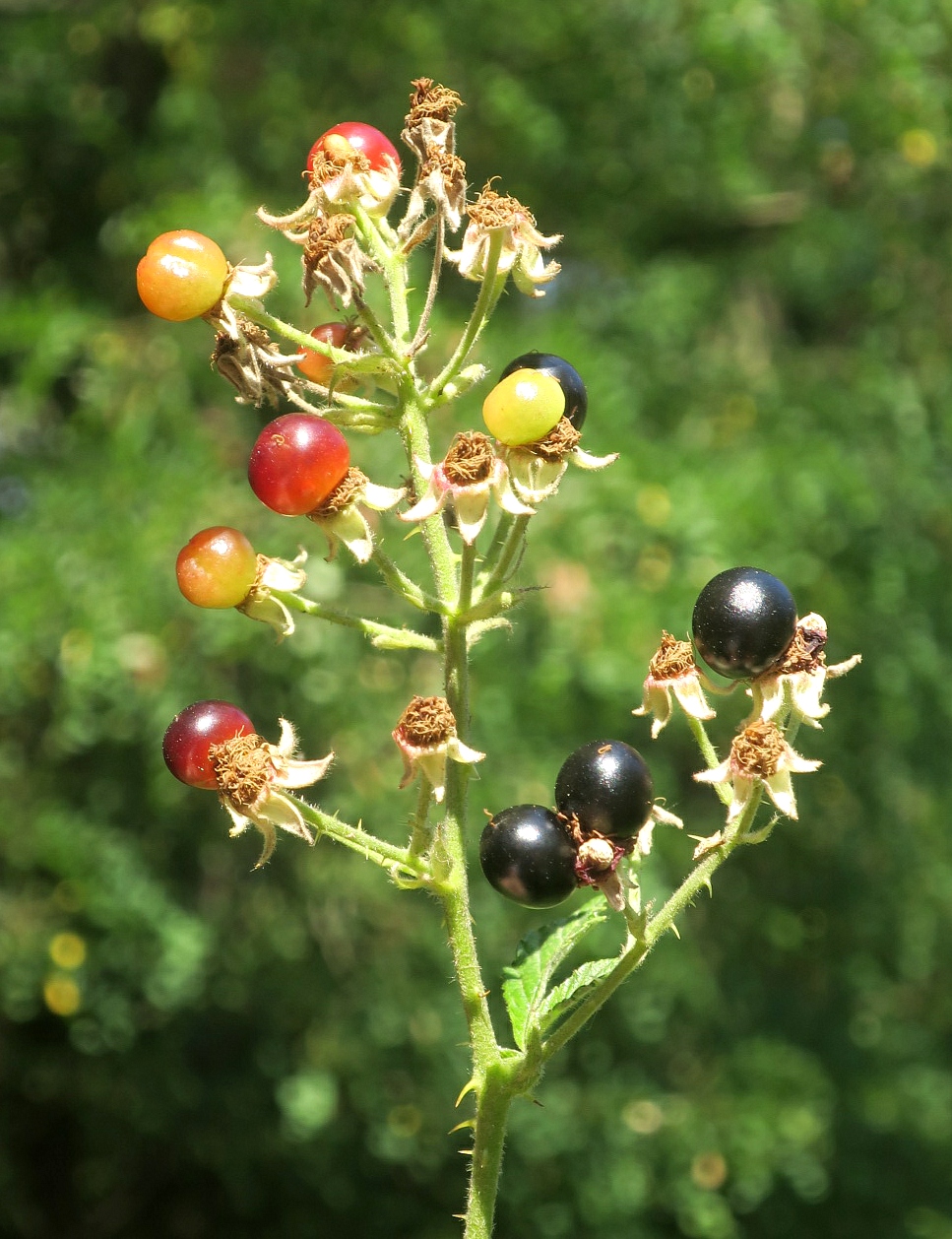 Image of Rubus canescens specimen.