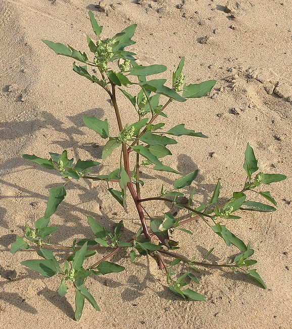 Image of Chenopodium acerifolium specimen.