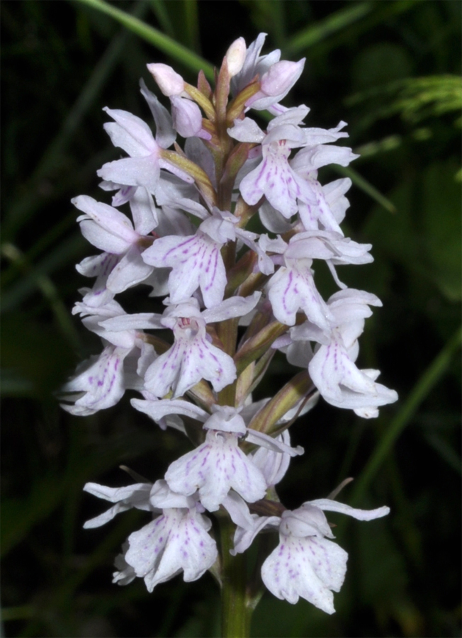 Image of Dactylorhiza fuchsii specimen.