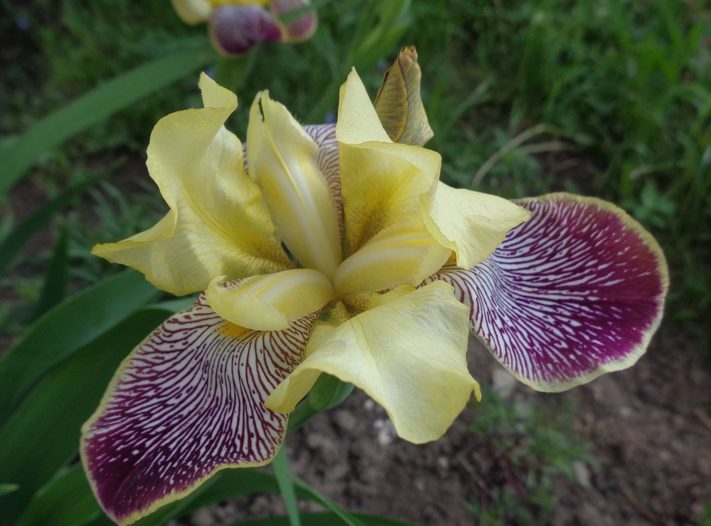 Изображение особи Iris variegata.