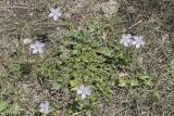 Geranium collinum