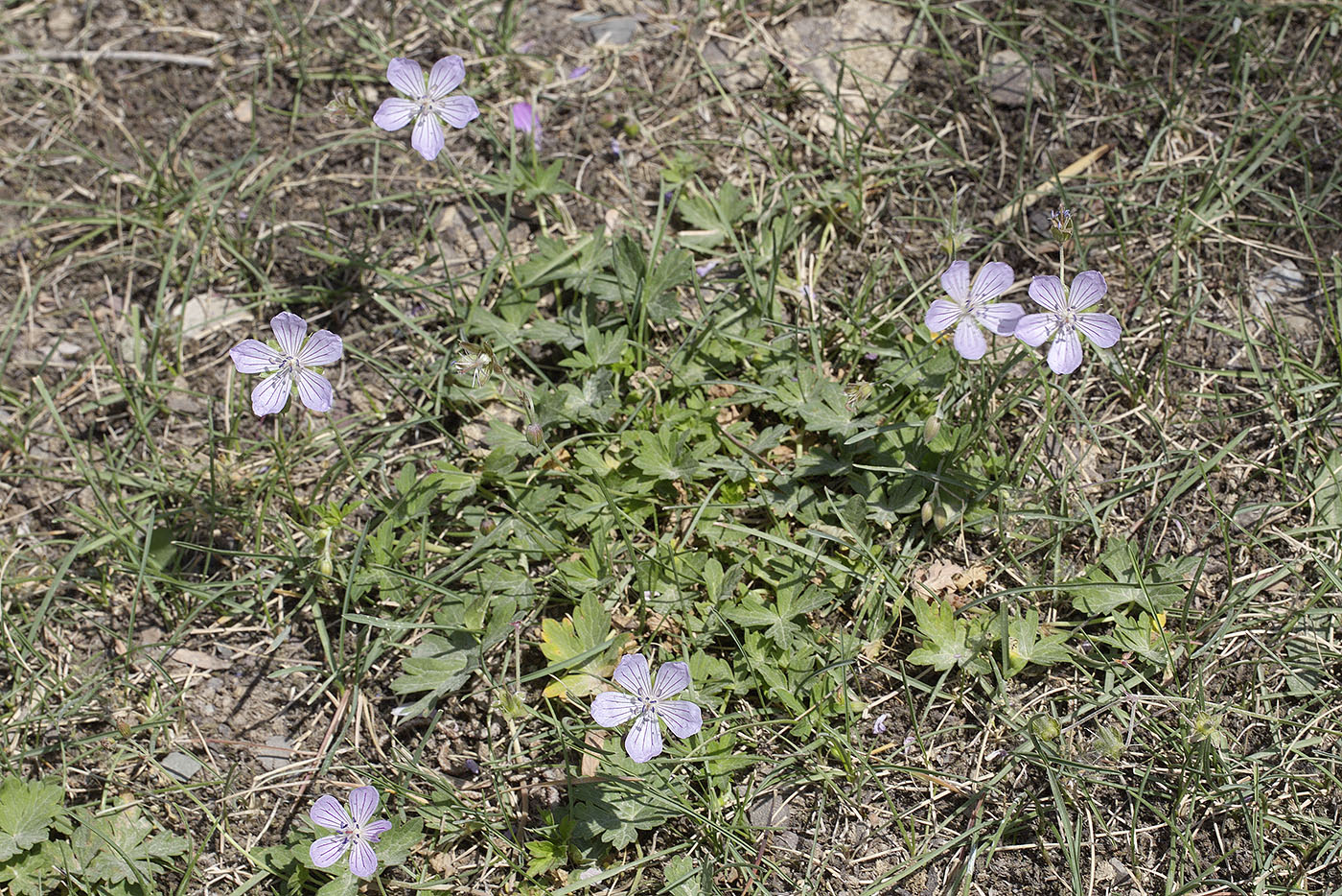 Изображение особи Geranium collinum.