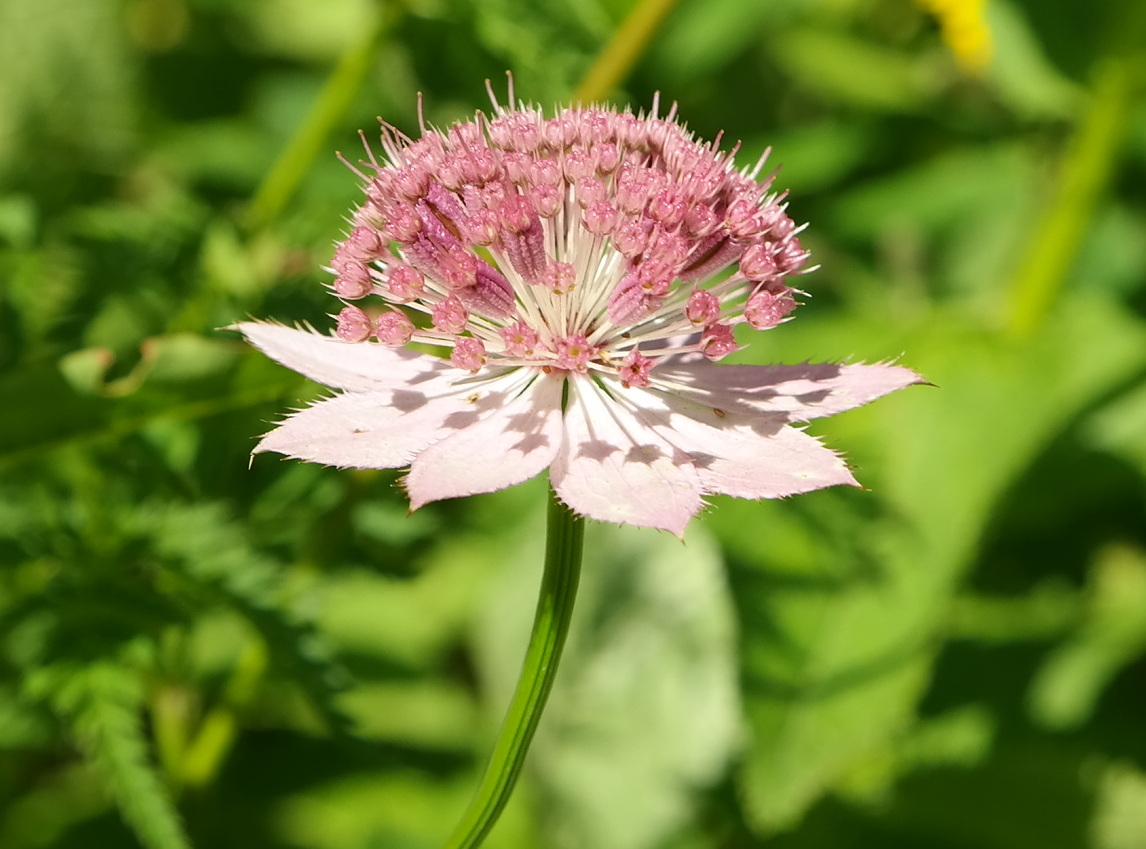 Image of Astrantia maxima specimen.