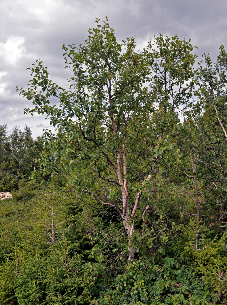 Image of Betula pubescens specimen.