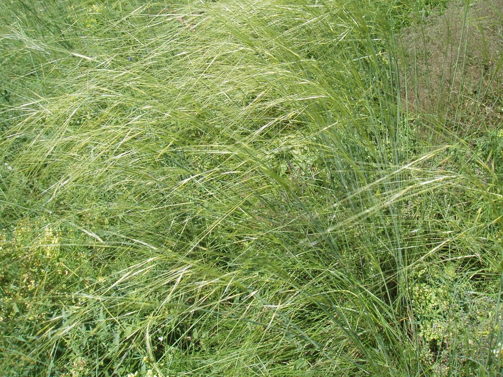 Изображение особи Stipa capillata.