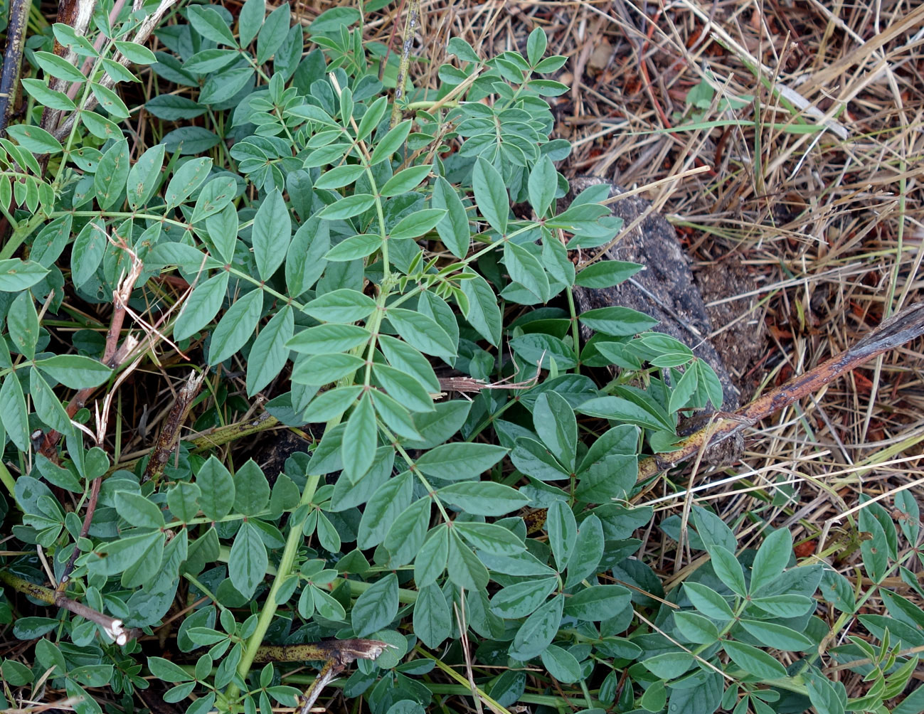 Изображение особи Glycyrrhiza echinata.