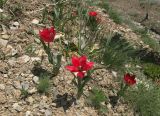 Tulipa confusa