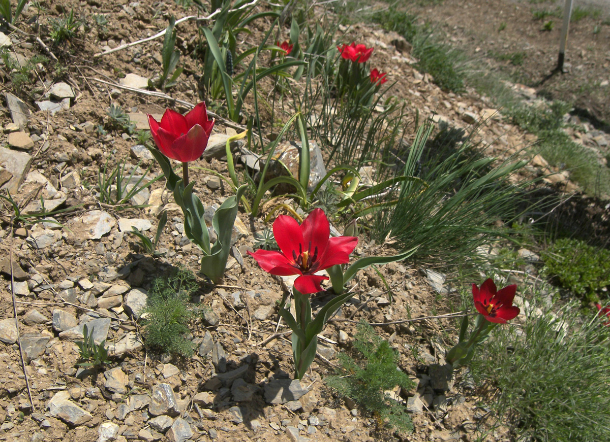 Изображение особи Tulipa confusa.