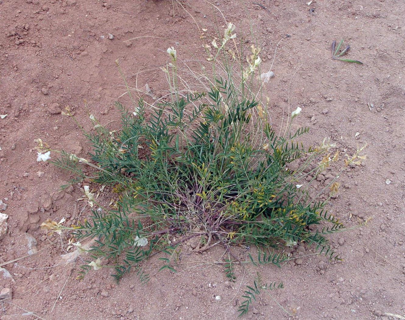 Image of Hedysarum razoumowianum specimen.