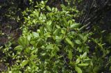 Rhododendron dauricum