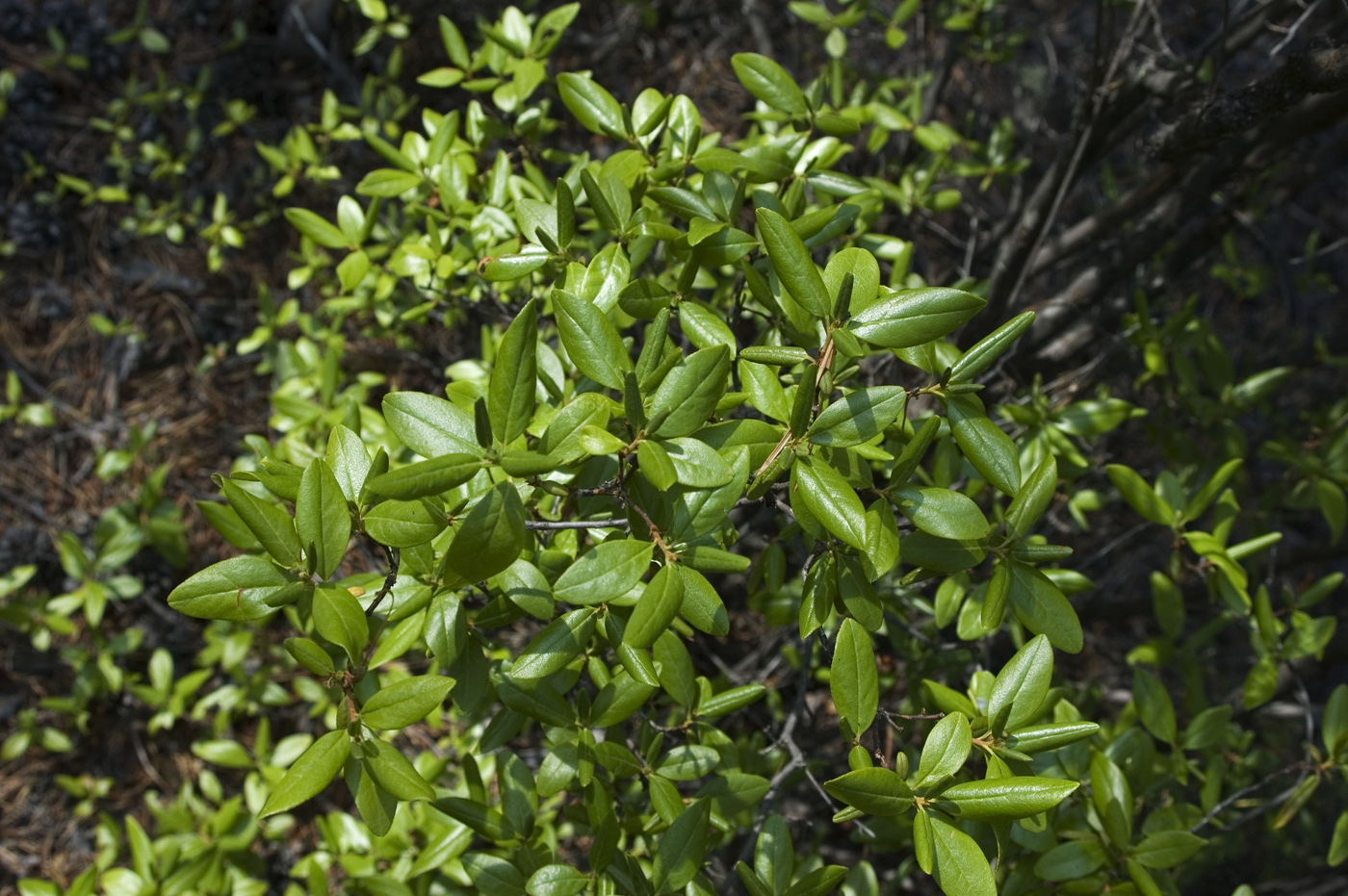 Image of Rhododendron dauricum specimen.