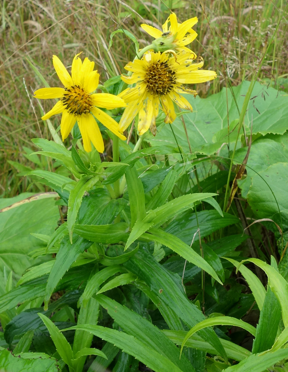 Image of Arnica sachalinensis specimen.