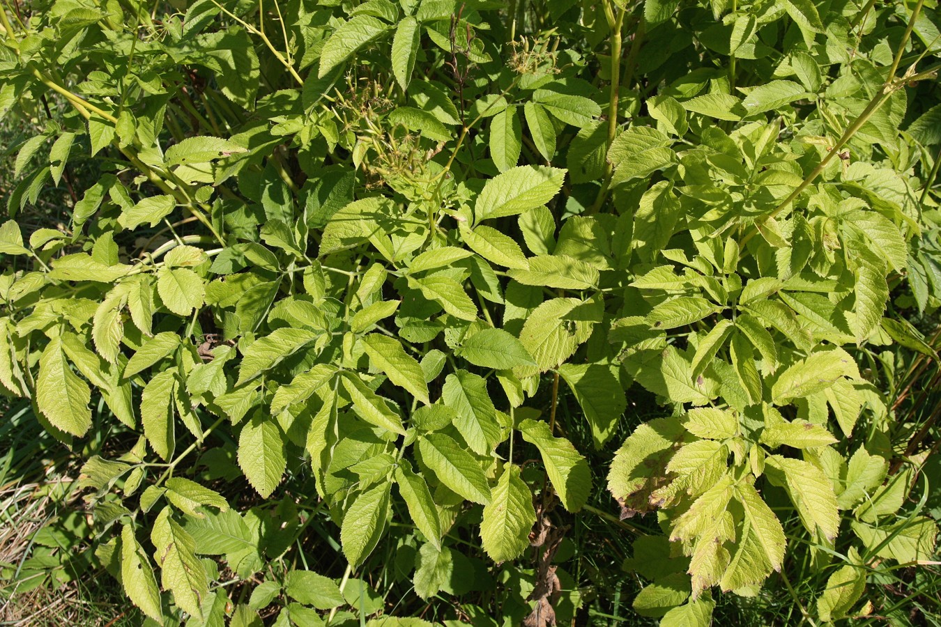 Image of Chaerophyllum aromaticum specimen.