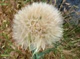 Tragopogon capitatus