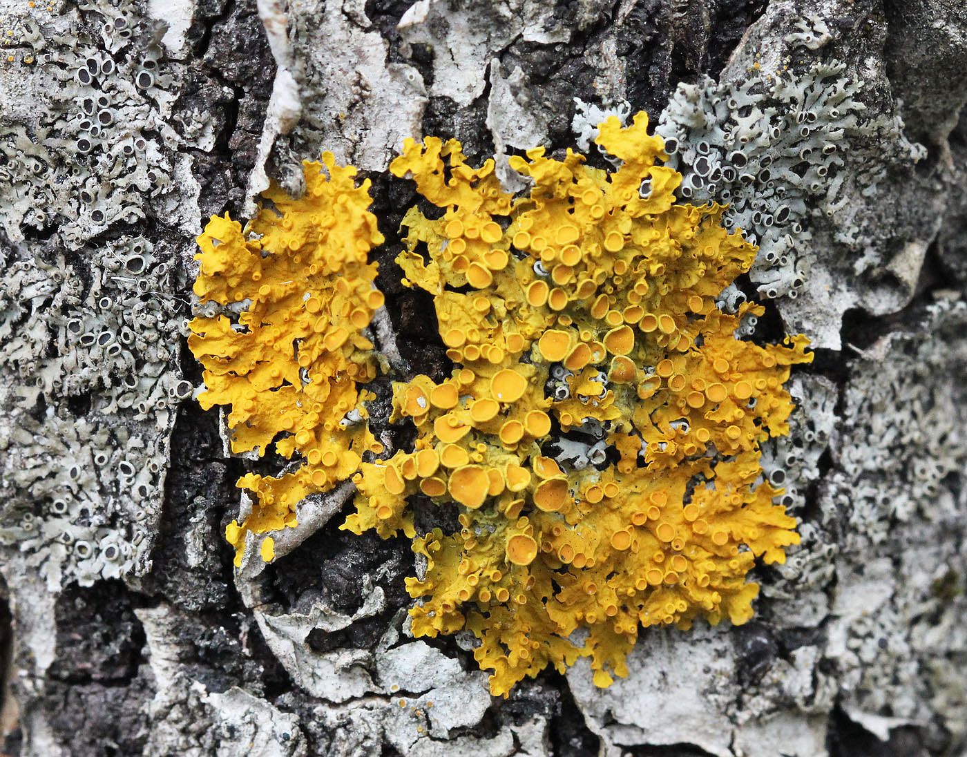 Изображение особи Xanthoria parietina.