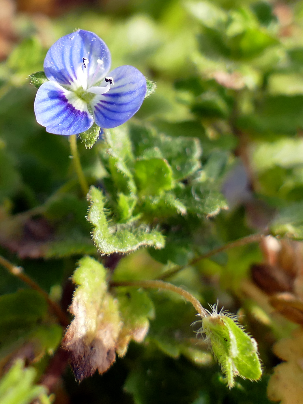 Image of Veronica persica specimen.