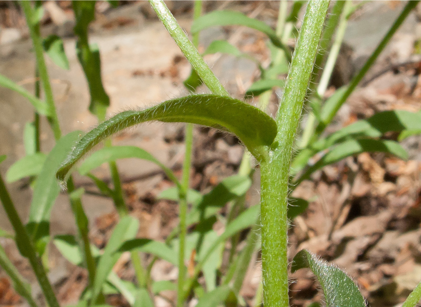 Image of genus Myosotis specimen.