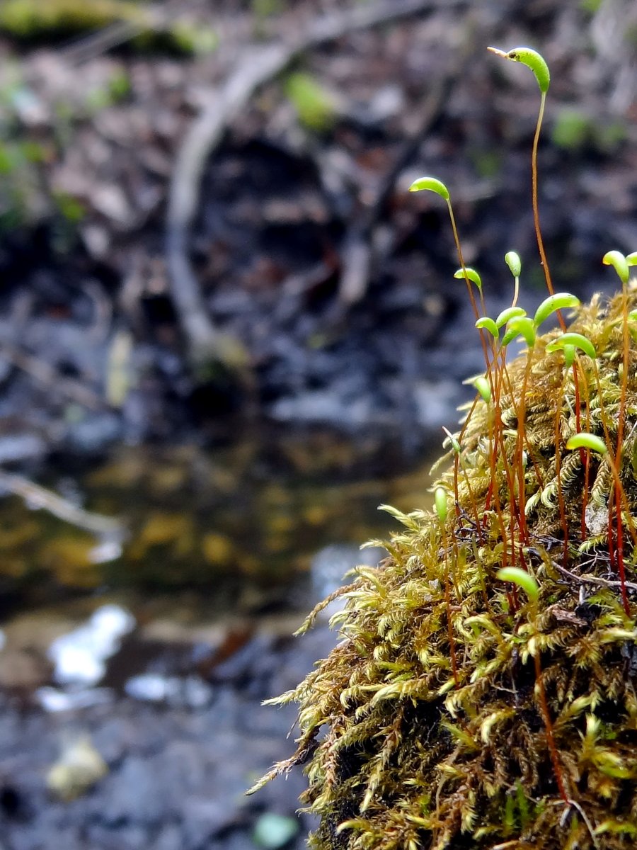 Изображение особи Leptodictyum riparium.