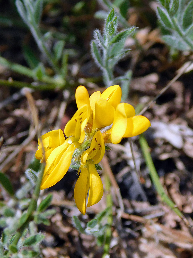 Изображение особи Genista humifusa.