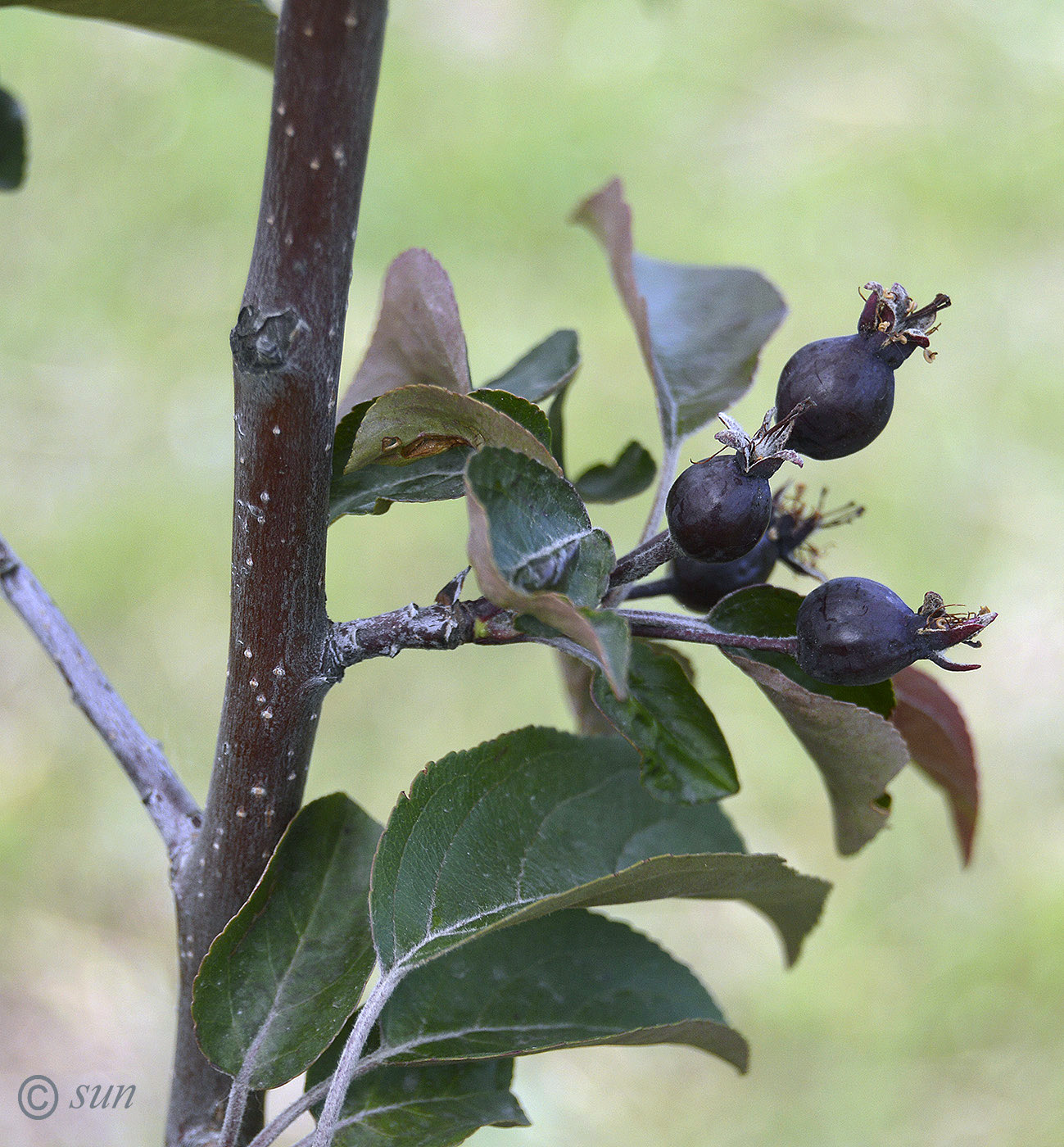 Изображение особи род Malus.