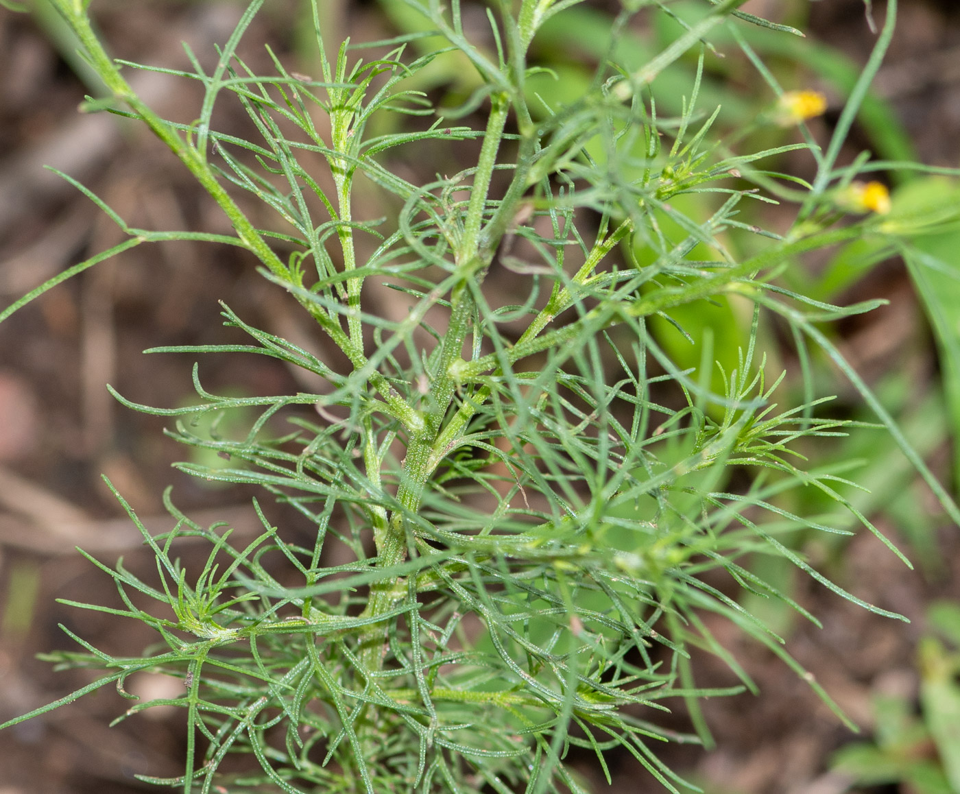 Изображение особи Schkuhria pinnata.