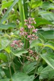 Miconia subcrustulata