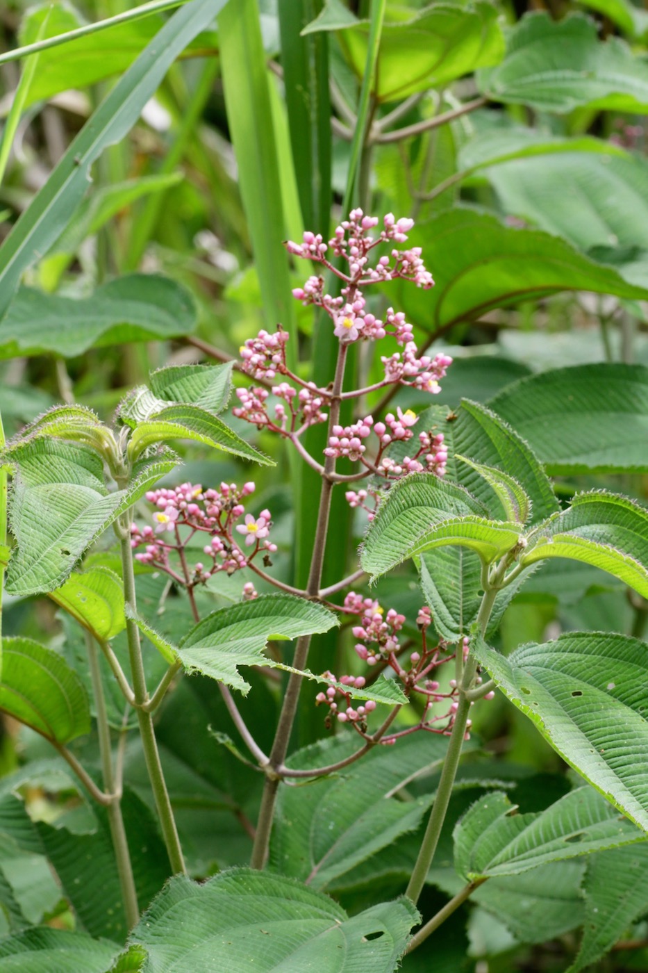 Изображение особи Miconia subcrustulata.