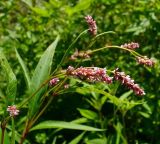 Persicaria lapathifolia. Верхушка соцветия. Чувашия, окрестности г. Шумерля, правый берег р. Сура, Сурский затон. 8 августа 2008 г.