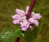 Phlomoides tuberosa