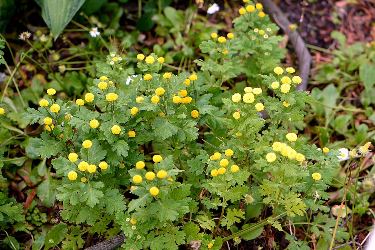 Image of Pyrethrum parthenium specimen.