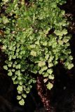 Adiantum capillus-veneris