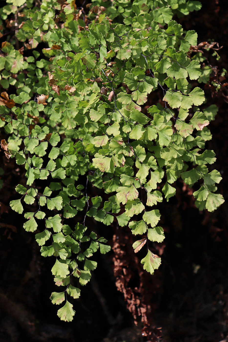Изображение особи Adiantum capillus-veneris.