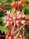 Cuscuta europaea