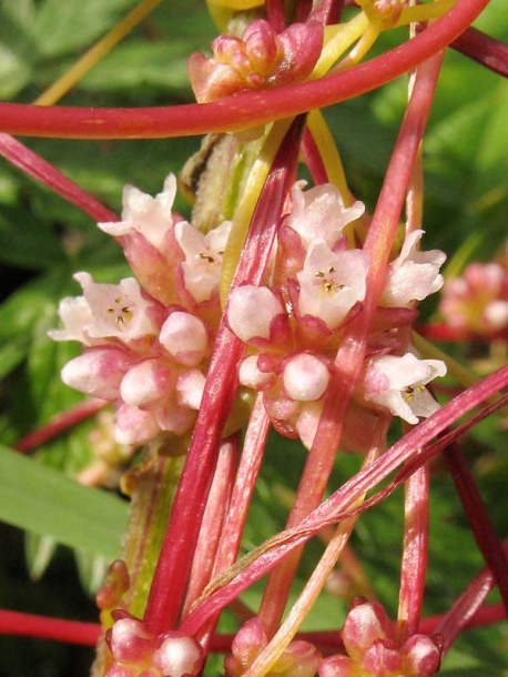 Изображение особи Cuscuta europaea.