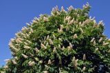 Aesculus hippocastanum. Часть кроны цветущего дерева. Московская обл., г. Железнодорожный, в культуре. 18.05.2019.