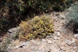 Pulicaria canariensis