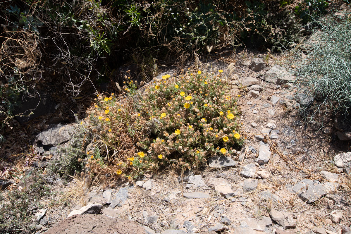 Image of Pulicaria canariensis specimen.